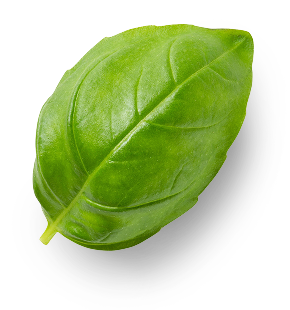 Basil Leaf